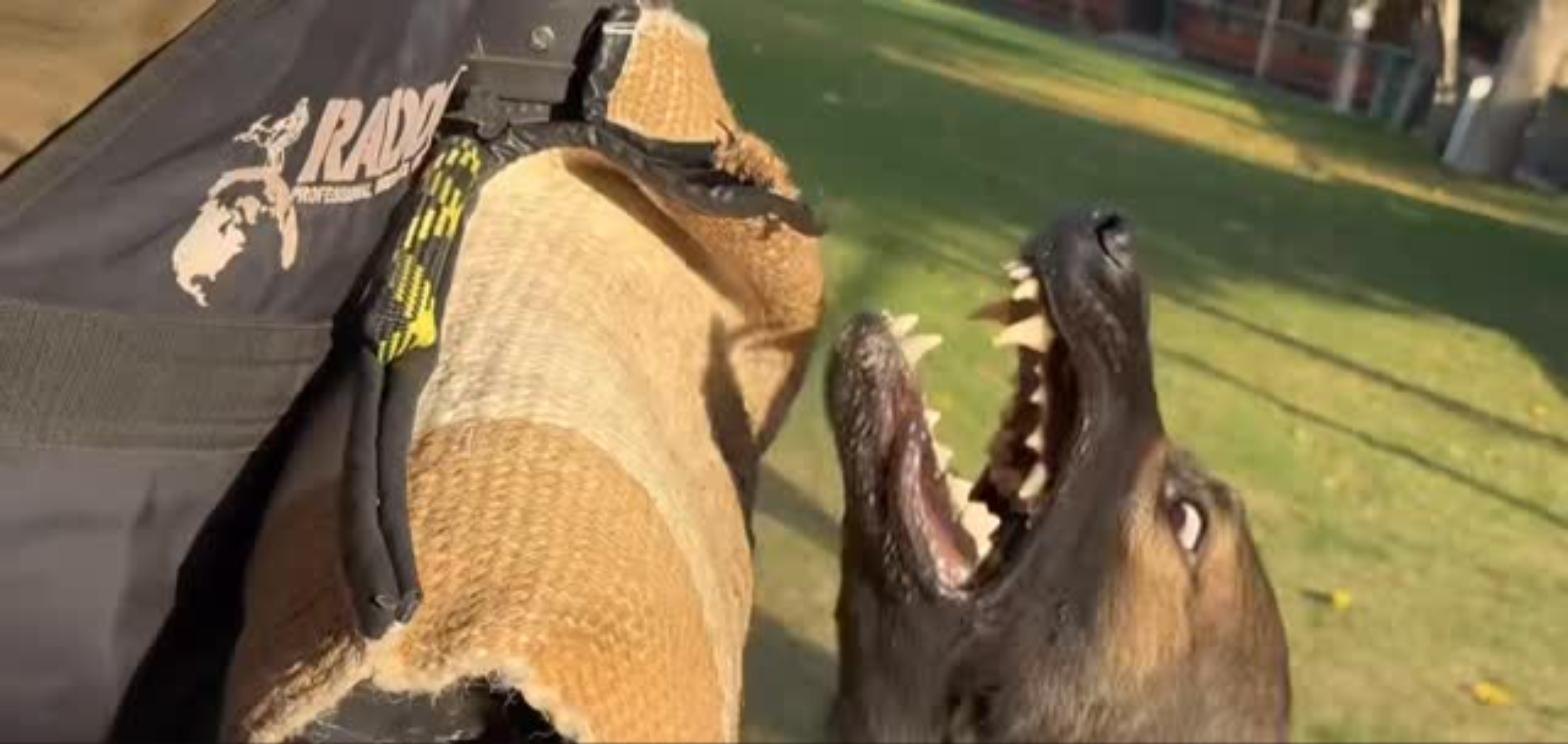 Perro en presa sobre la manga de yute durante un ejercicio de protección